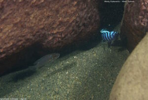 Cynotilapia zebroides 'Ngwasi'